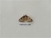 藏品(尺蛾604)的圖片